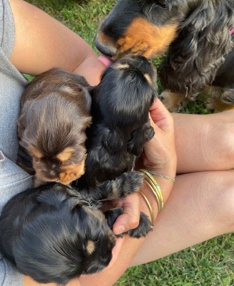 chiot Cocker Spaniel Anglais Des Hauts D'Ayrissac