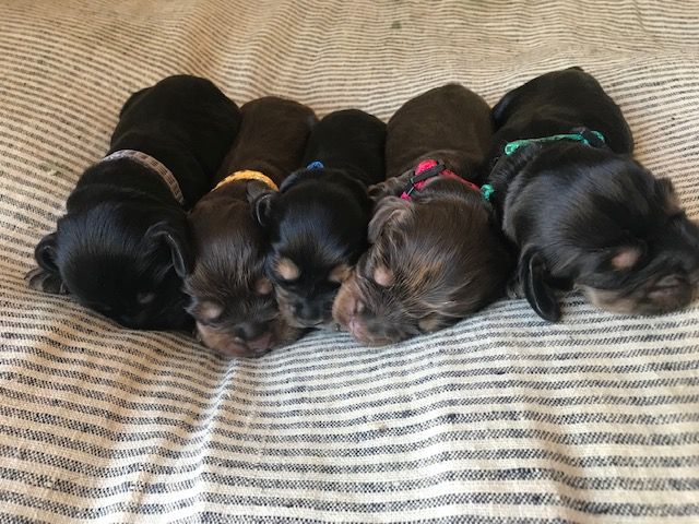 chiot Cocker Spaniel Anglais Des Hauts D'Ayrissac