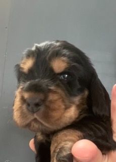 Des Hauts D'Ayrissac - Chiot disponible  - Cocker Spaniel Anglais