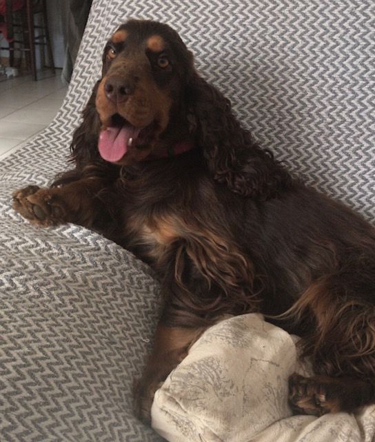 Sweet-helia des jardins d'aprefange