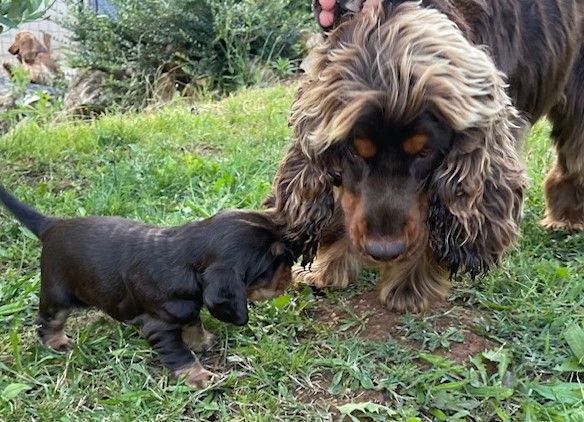 Uppy-maxx Des Hauts D'Ayrissac