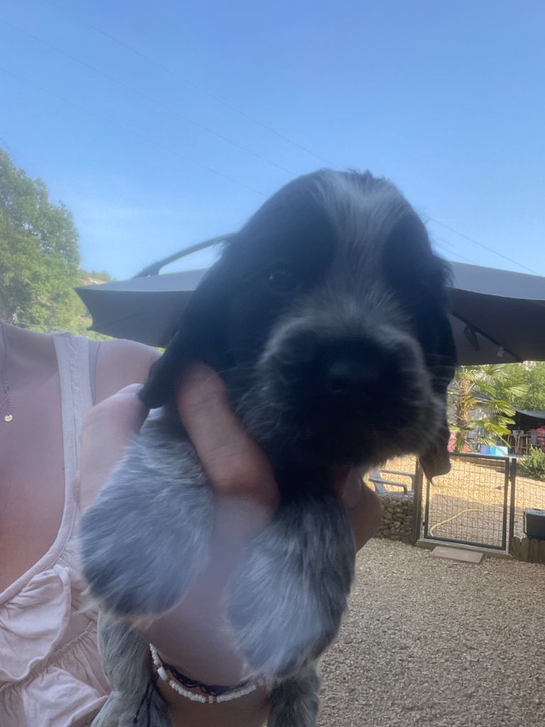 Des Hauts D'Ayrissac - Chiots disponibles - Cocker Spaniel Anglais