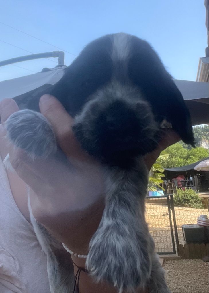 Des Hauts D'Ayrissac - Chiots disponibles - Cocker Spaniel Anglais