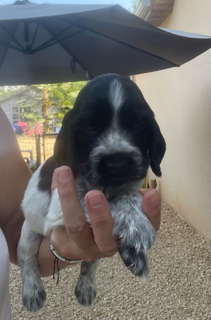 Des Hauts D'Ayrissac - Chiots disponibles - Cocker Spaniel Anglais