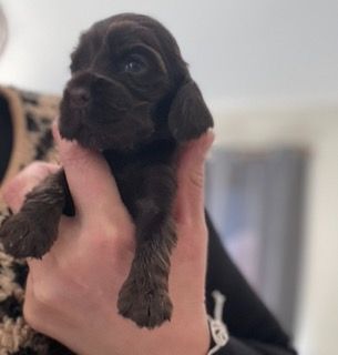 Des Hauts D'Ayrissac - Chiots disponibles - Cocker Spaniel Anglais