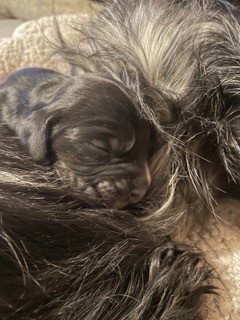 Des Hauts D'Ayrissac - Chiots disponibles - Cocker Spaniel Anglais