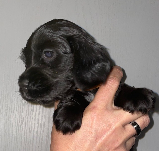 Des Hauts D'Ayrissac - Chiots disponibles - Cocker Spaniel Anglais