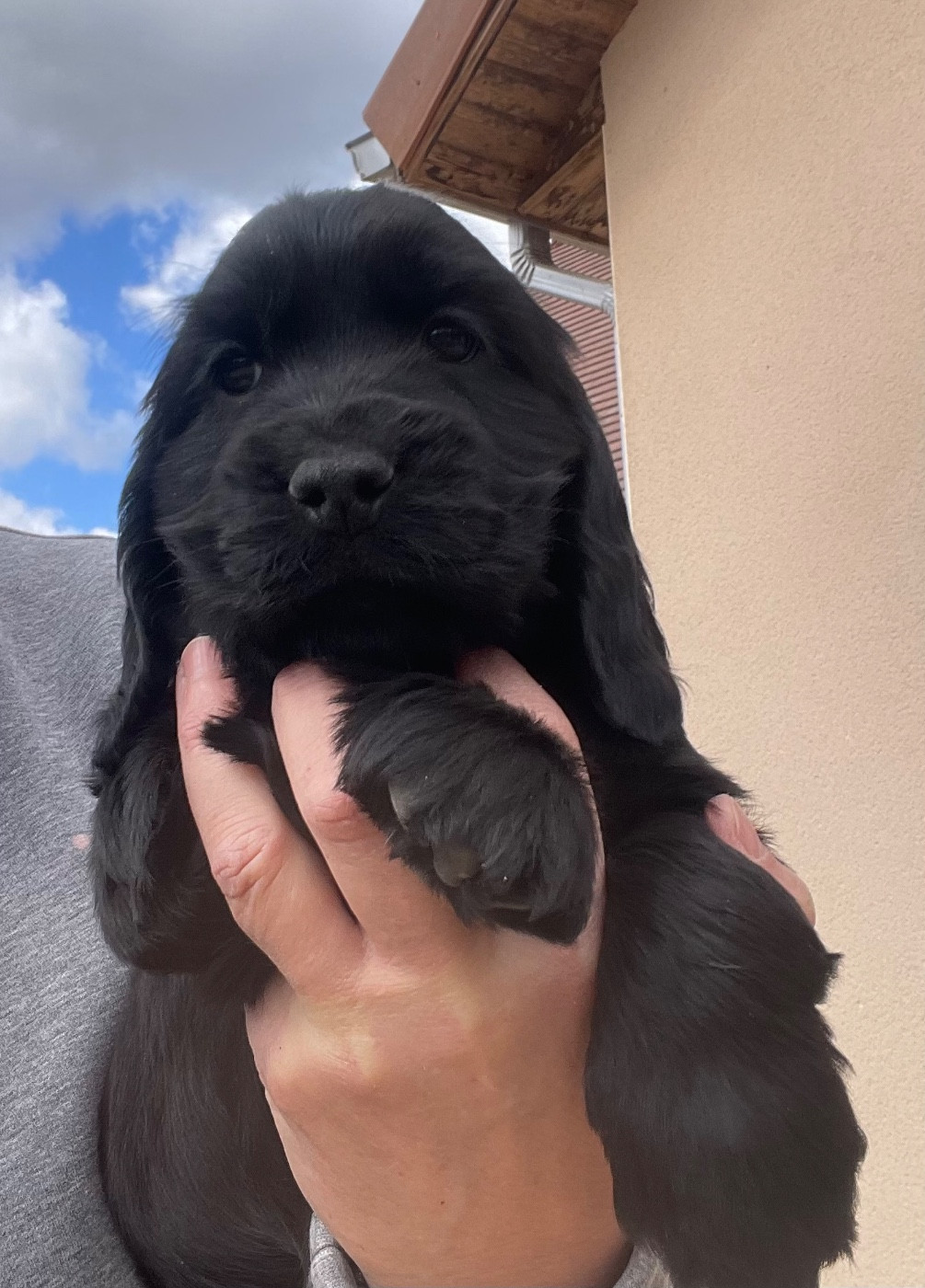 Des Hauts D'Ayrissac - Chiots disponibles - Cocker Spaniel Anglais