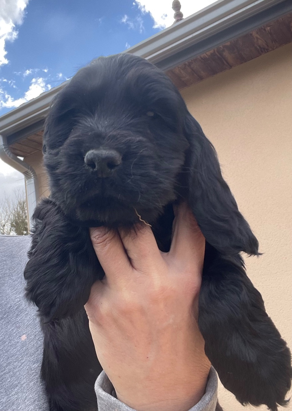 Des Hauts D'Ayrissac - Chiots disponibles - Cocker Spaniel Anglais