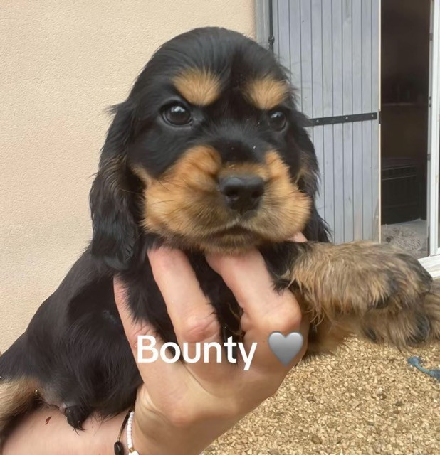 Des Hauts D'Ayrissac - Chiots disponibles - Cocker Spaniel Anglais