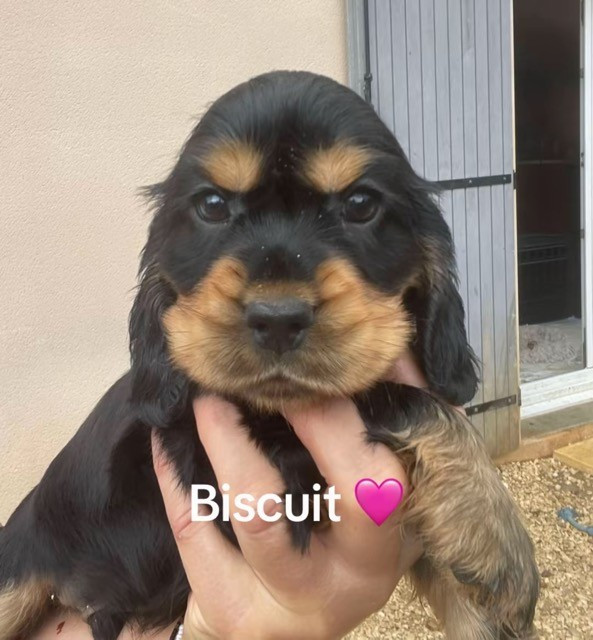 Des Hauts D'Ayrissac - Chiots disponibles - Cocker Spaniel Anglais