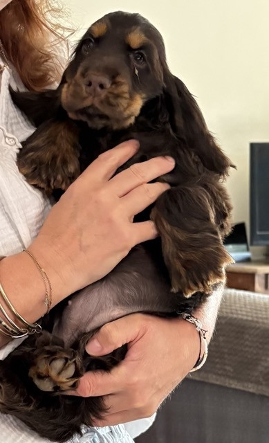 Des Hauts D'Ayrissac - Chiots disponibles - Cocker Spaniel Anglais