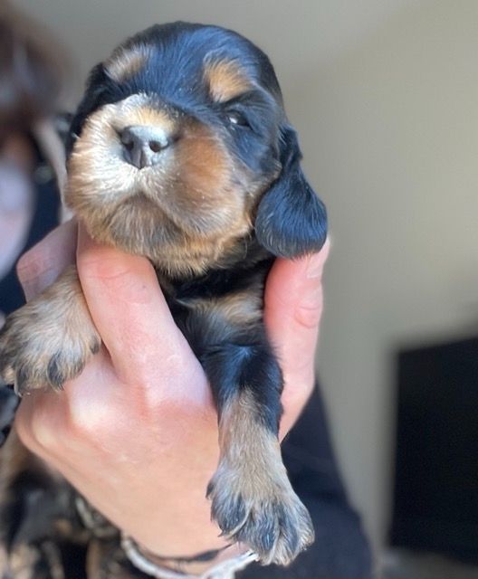 Des Hauts D'Ayrissac - Chiots disponibles - Cocker Spaniel Anglais