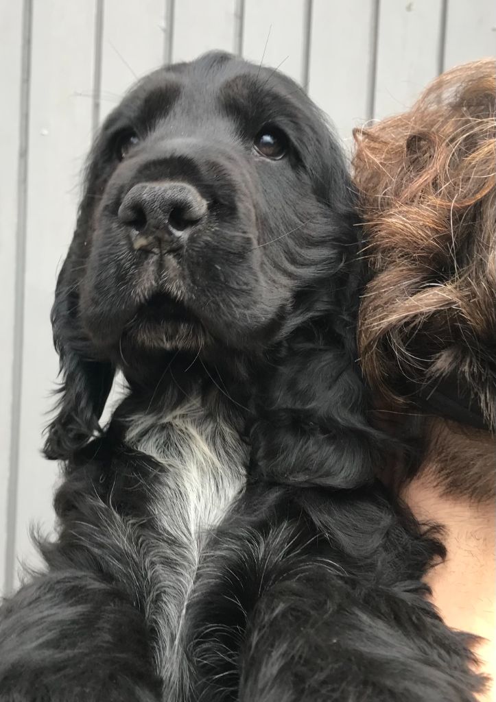 Des Hauts D'Ayrissac - Cocker Spaniel Anglais - Portée née le 17/01/2024