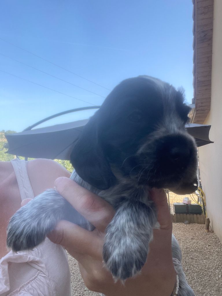 Des Hauts D'Ayrissac - Chiots disponibles - Cocker Spaniel Anglais