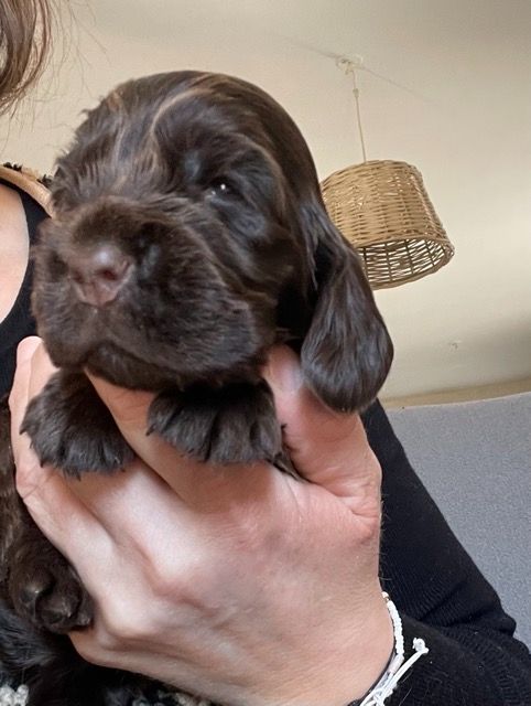 Des Hauts D'Ayrissac - Chiots disponibles - Cocker Spaniel Anglais