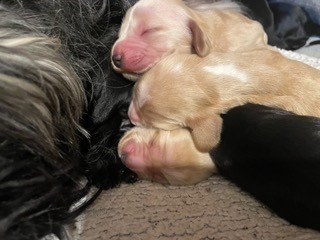 En attente de prénom / petit mâle glod