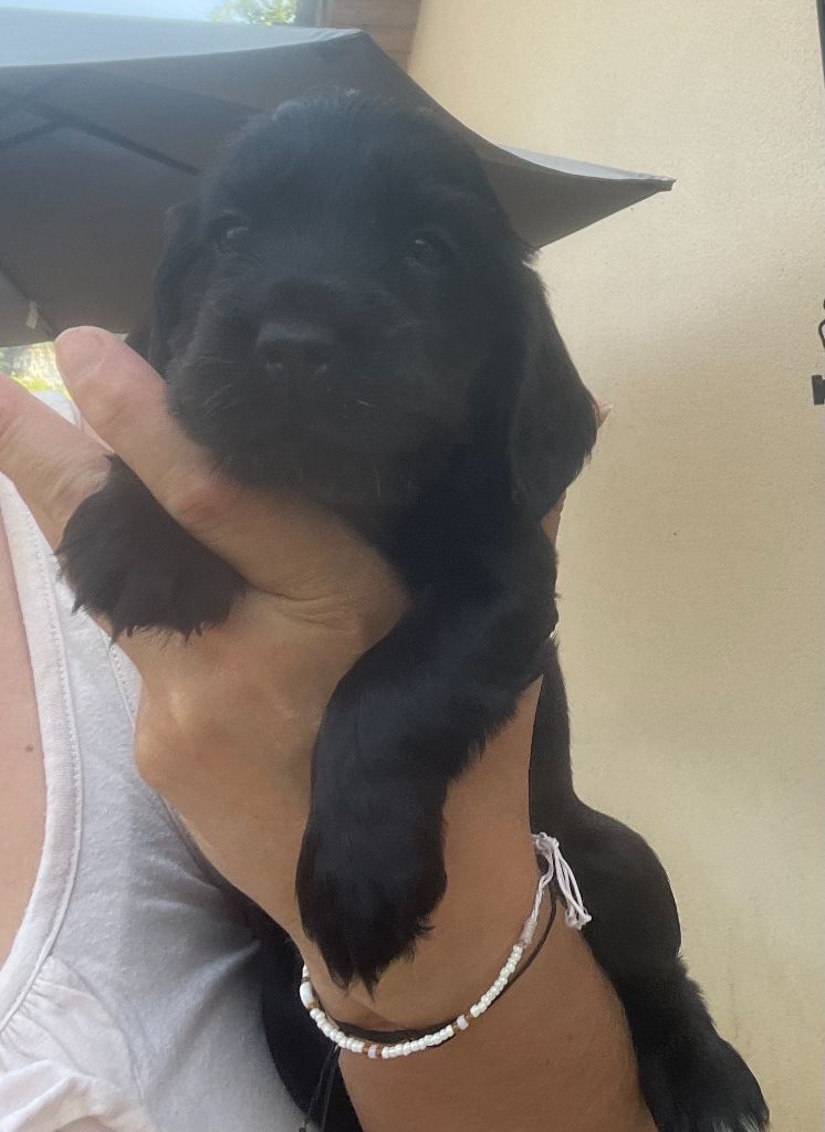 Des Hauts D'Ayrissac - Chiots disponibles - Cocker Spaniel Anglais