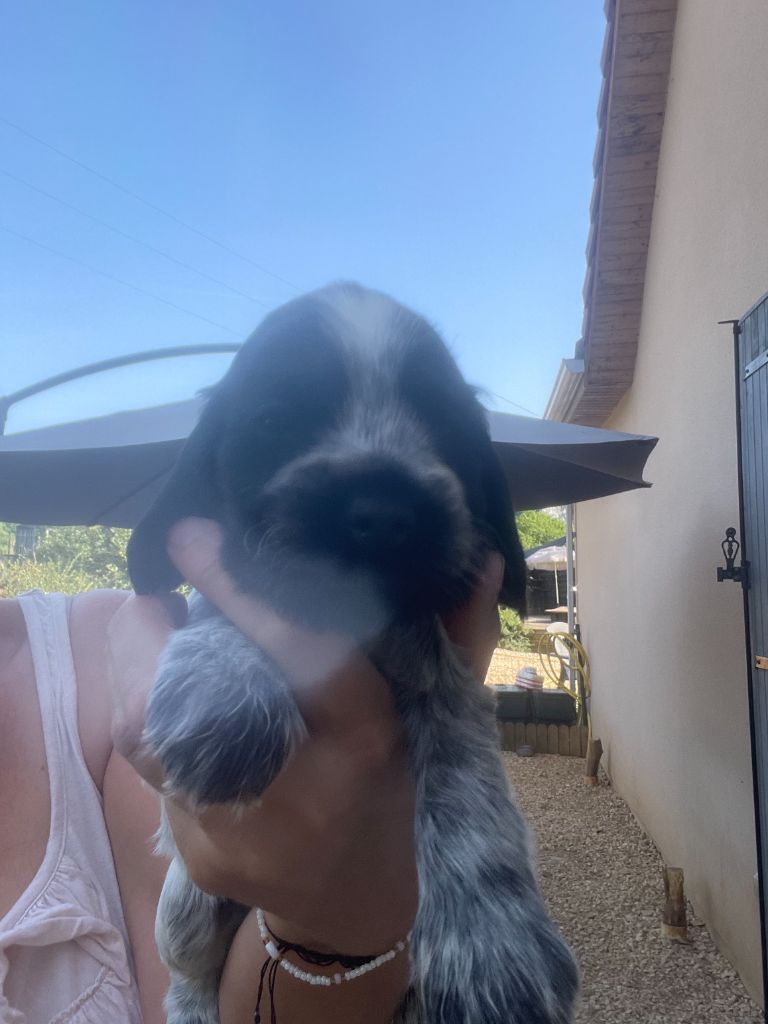 Des Hauts D'Ayrissac - Chiots disponibles - Cocker Spaniel Anglais