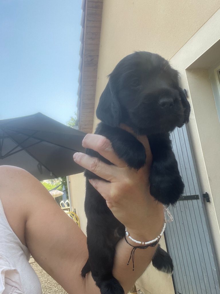 Des Hauts D'Ayrissac - Chiots disponibles - Cocker Spaniel Anglais